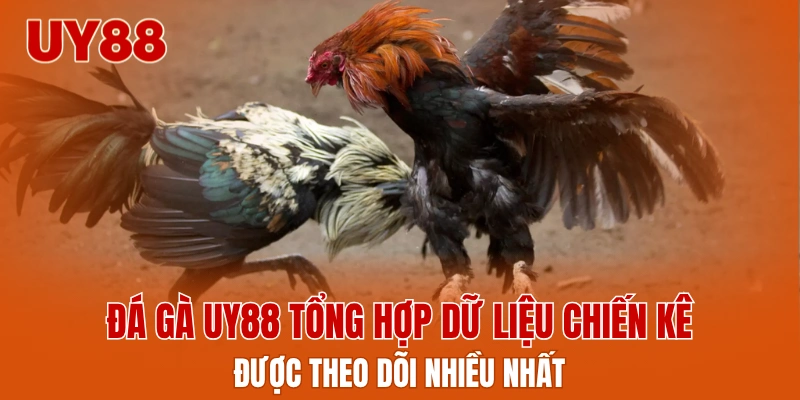 Đá gà UY88 tổng hợp dữ liệu chiến kê được theo dõi nhiều nhất